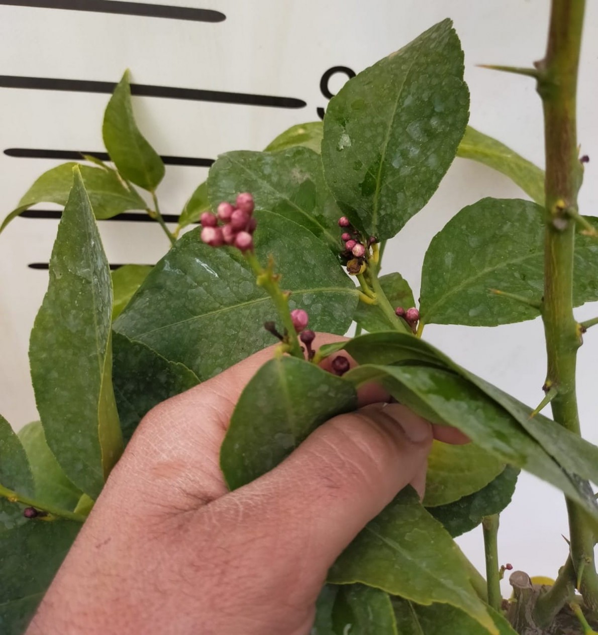 5 Yaş Aşılı Yediveren Mayer Limon Fidanı-üzeri Meyveli