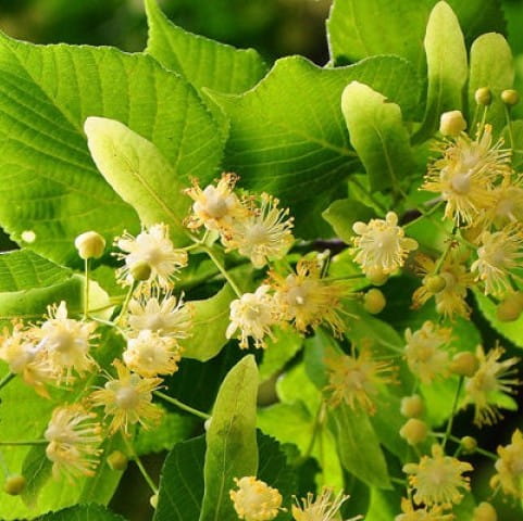 5 Yaş Gümişi Ihlamur Fidanı