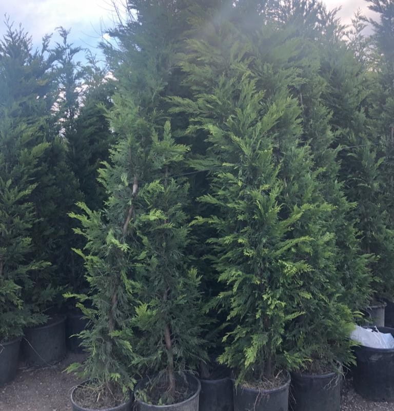 5 Yaş Leylandi Fidanı