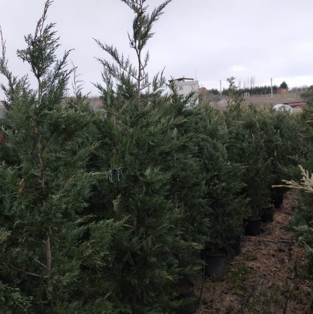 5 Yaş Leylandi Fidanı