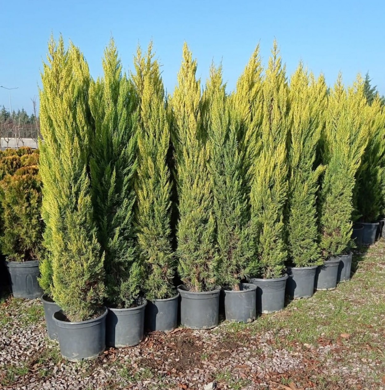 5 Yaş Limoni Selvi Fidanı 5 Yaş Limoni Selvi Fidanı