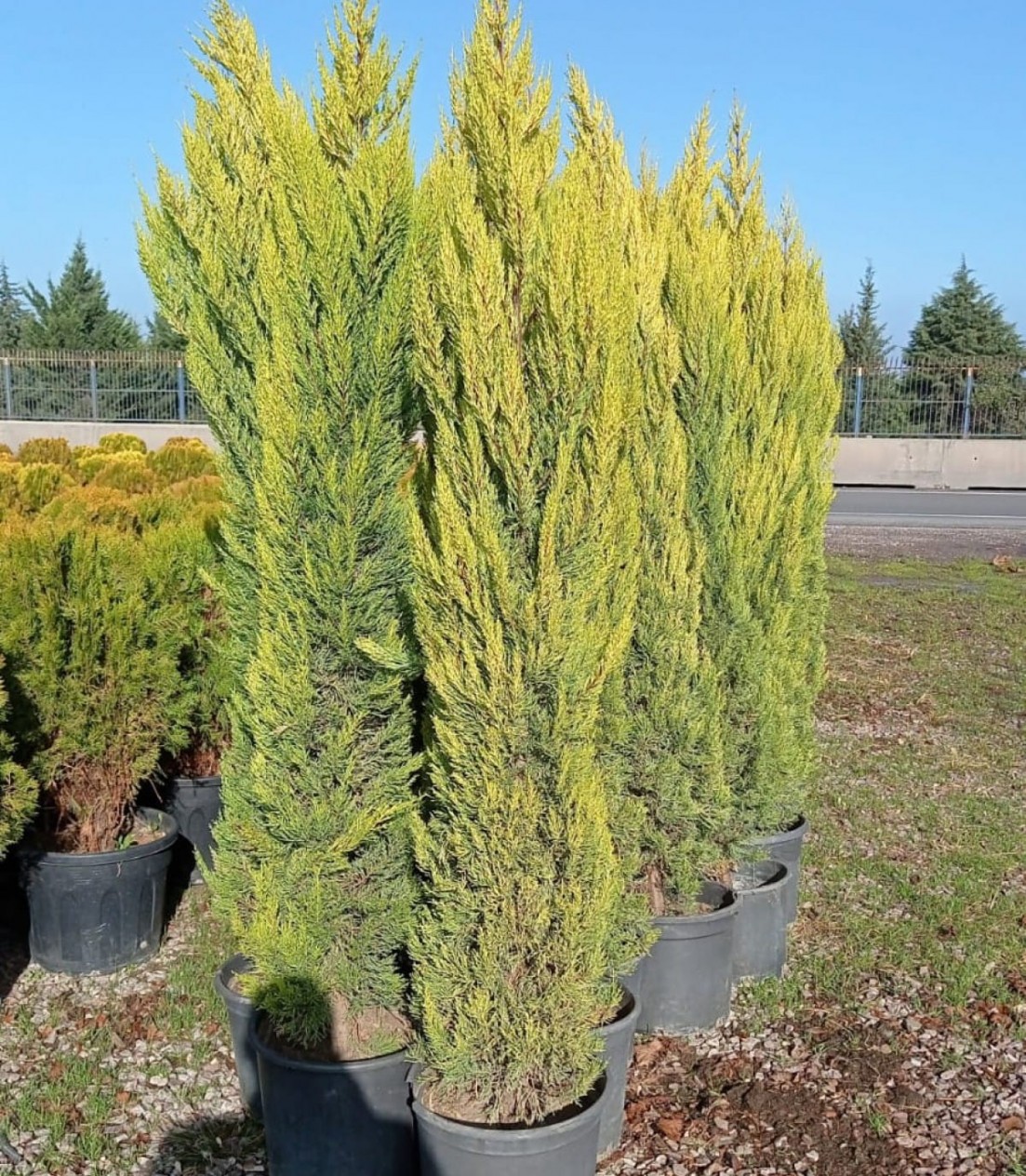 5 Yaş Limoni Selvi Fidanı