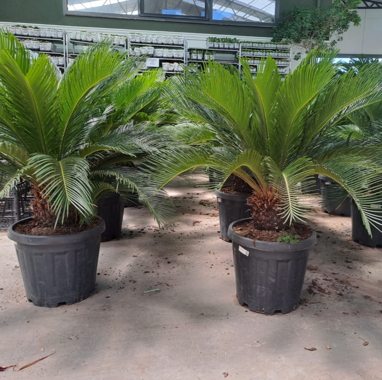 5 Yaş Sikas-japon Sago Palmiyesi