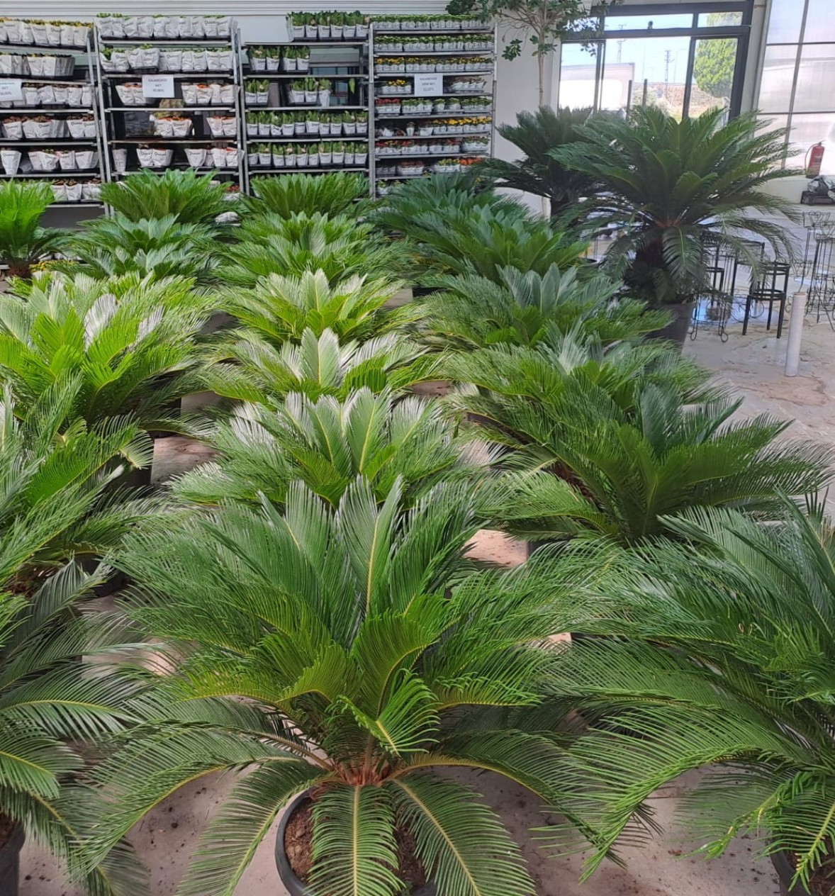 5 Yaş Sikas-japon Sago Palmiyesi