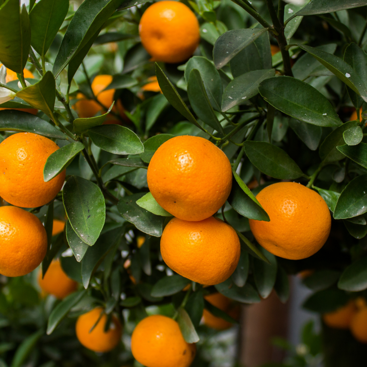 5 Yaş W.murcoot Mandalina