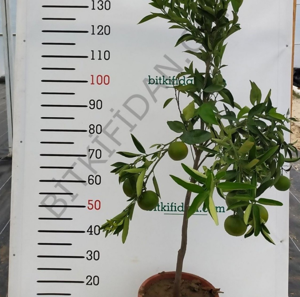 5 Yaş W.murcoot Mandalina