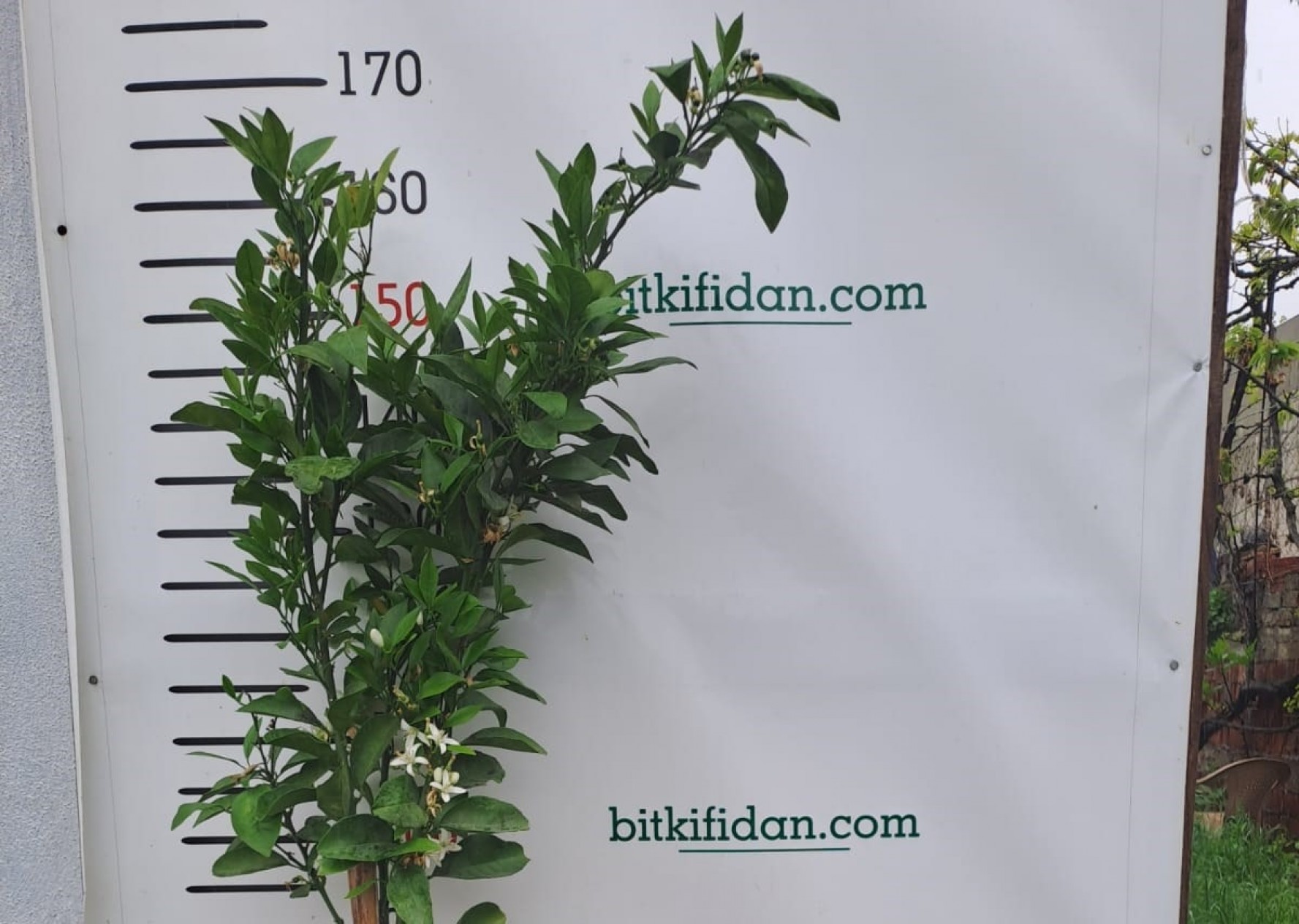 5 Yaş Washington Portakal Fidanı