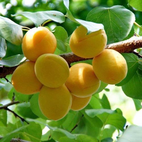 5 Yaş Yarı Bodur Şekerpare Kayısı Fidanı 5 Yaş Yarı Bodur Şekerpare Kayısı Fidanı