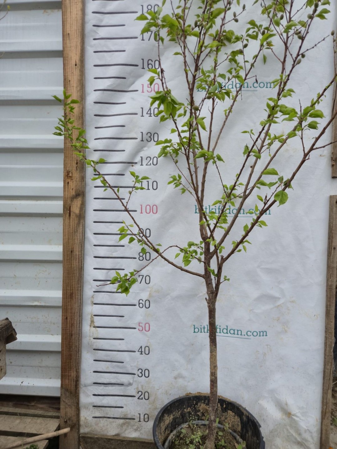 5 Yaş Yarı Bodur Şekerpare Kayısı Fidanı 5 Yaş Yarı Bodur Şekerpare Kayısı Fidanı