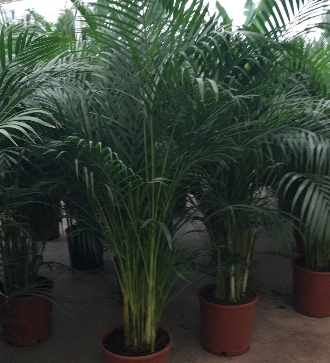 6 Yaş Areca Palmiyesi-dypsis Lutescens (180-200 Cm) 6 Yaş Areca Palmiyesi-dypsis Lutescens (180-200 Cm)