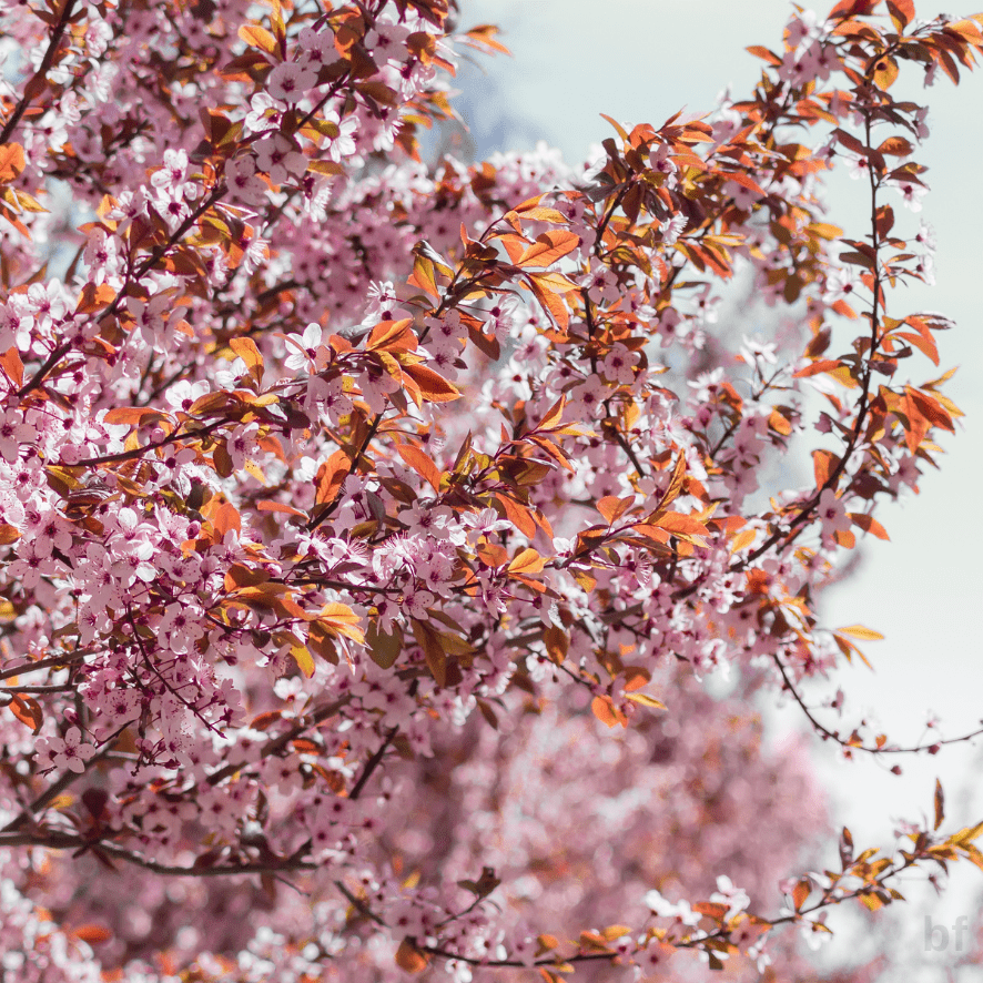 6 Yaş Kırmızı Süs Eriği Fidanı