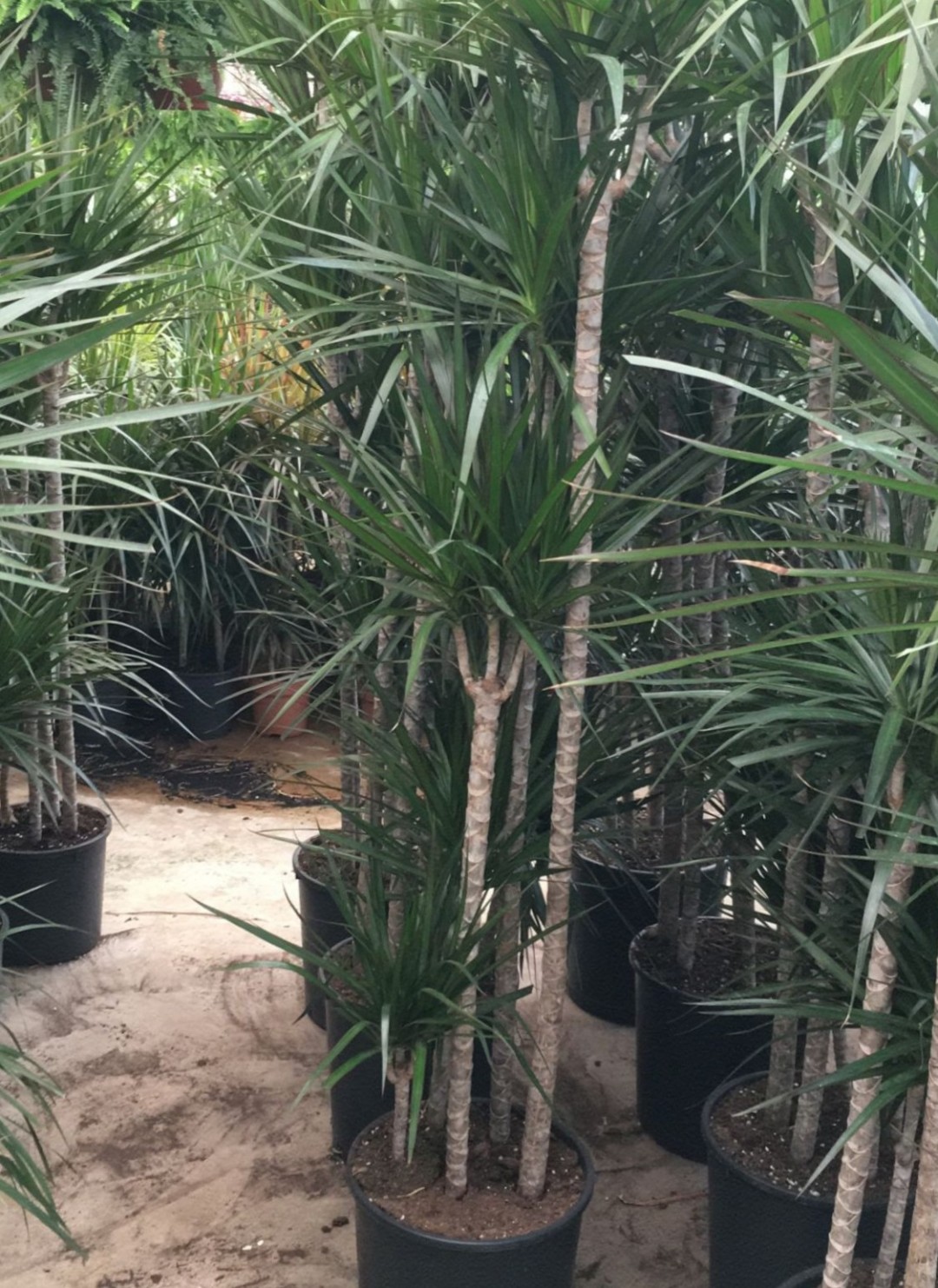 6 Yaş Marginata Çiçeği 4-5  Gövdeli (180 Cm)