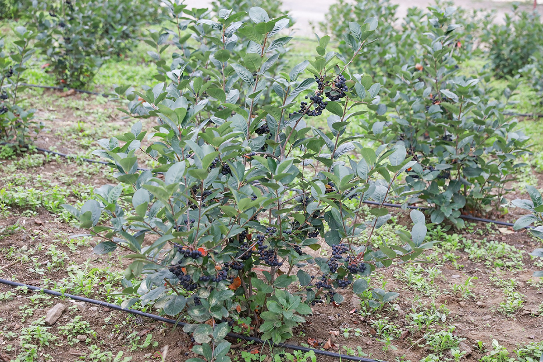 6 Yaş Aronya Fidanı 6 Yaş Aronya Fidanı