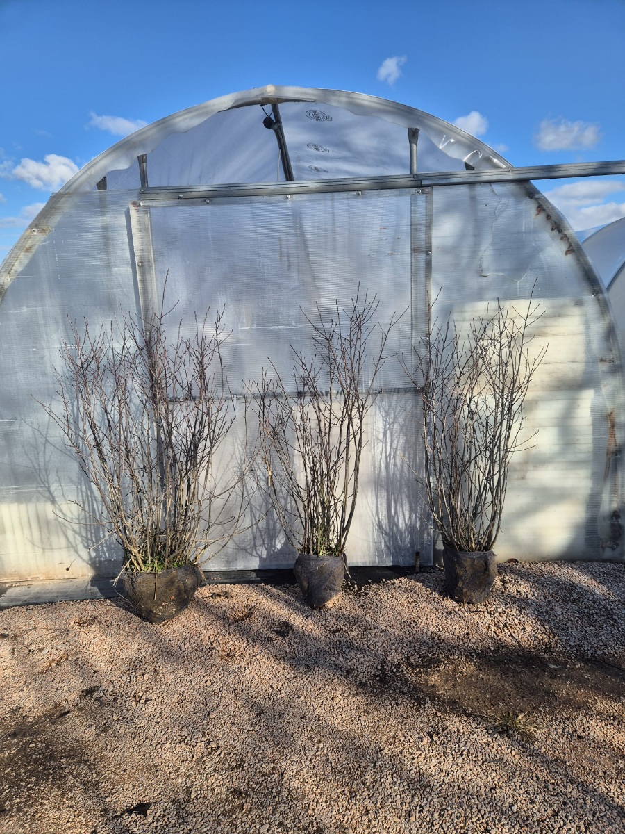 6 Yaş Aronya Fidanı