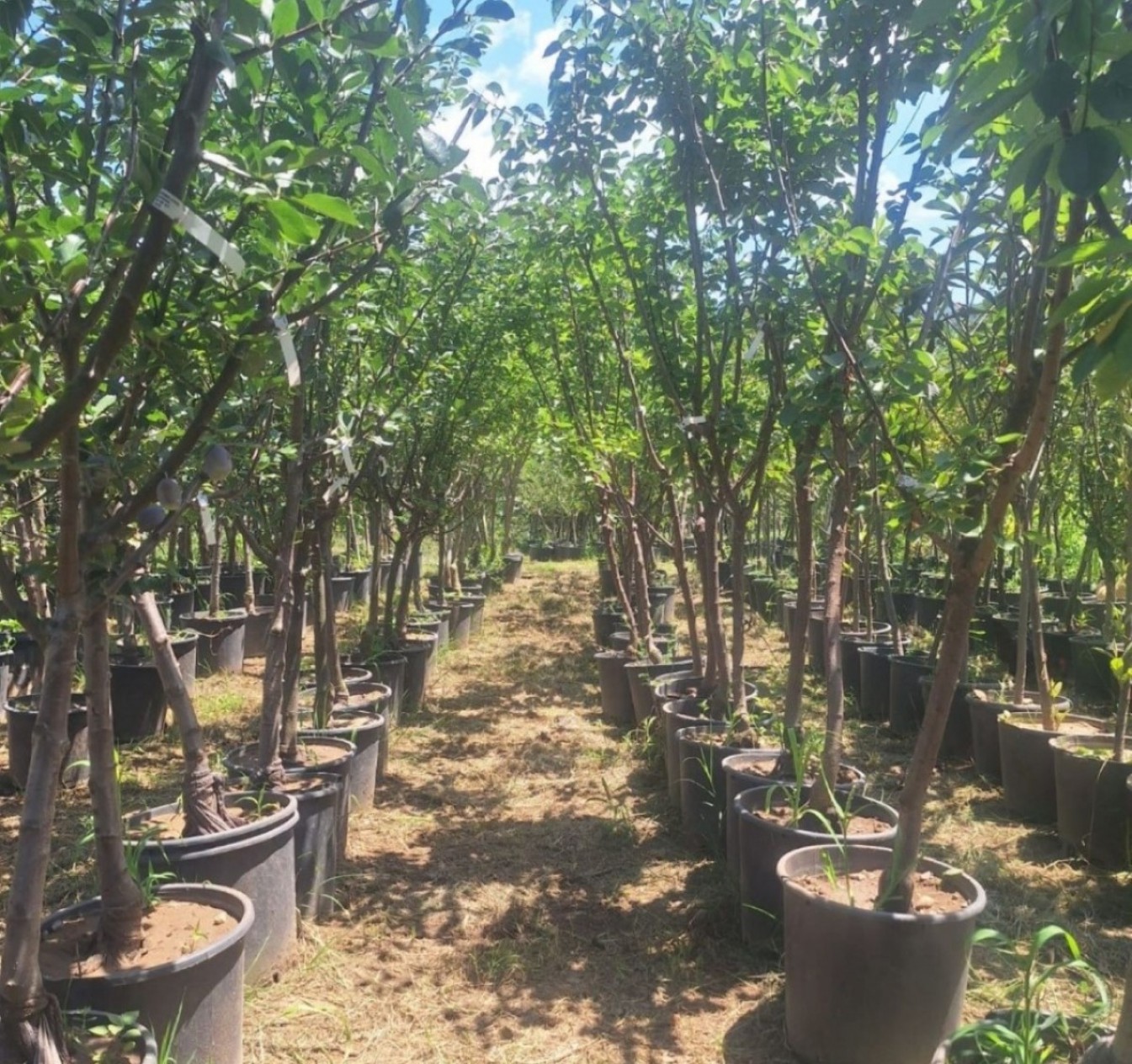 6 Yaş Deveci Armut Fidanı 6 Yaş Deveci Armut Fidanı