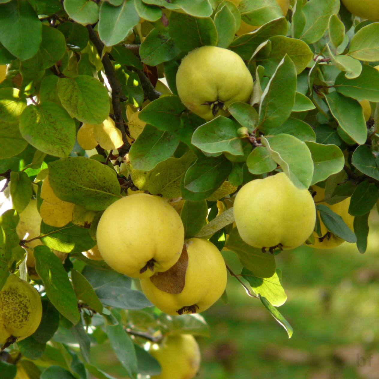 6 Yaş Ekmek Ayva Fidanı 6 Yaş Ekmek Ayva Fidanı