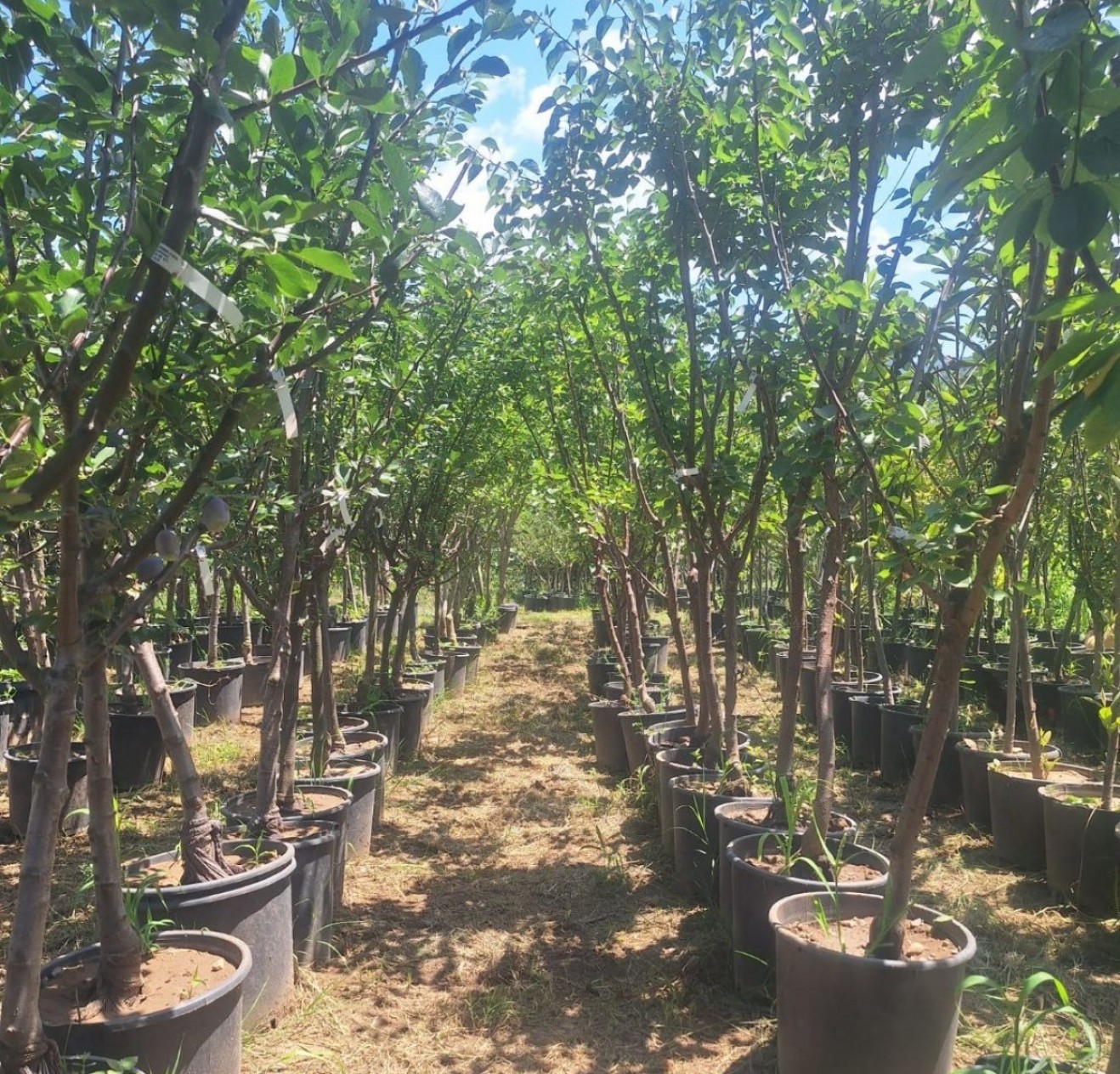 6 Yaş Ekmek Ayva Fidanı 6 Yaş Ekmek Ayva Fidanı