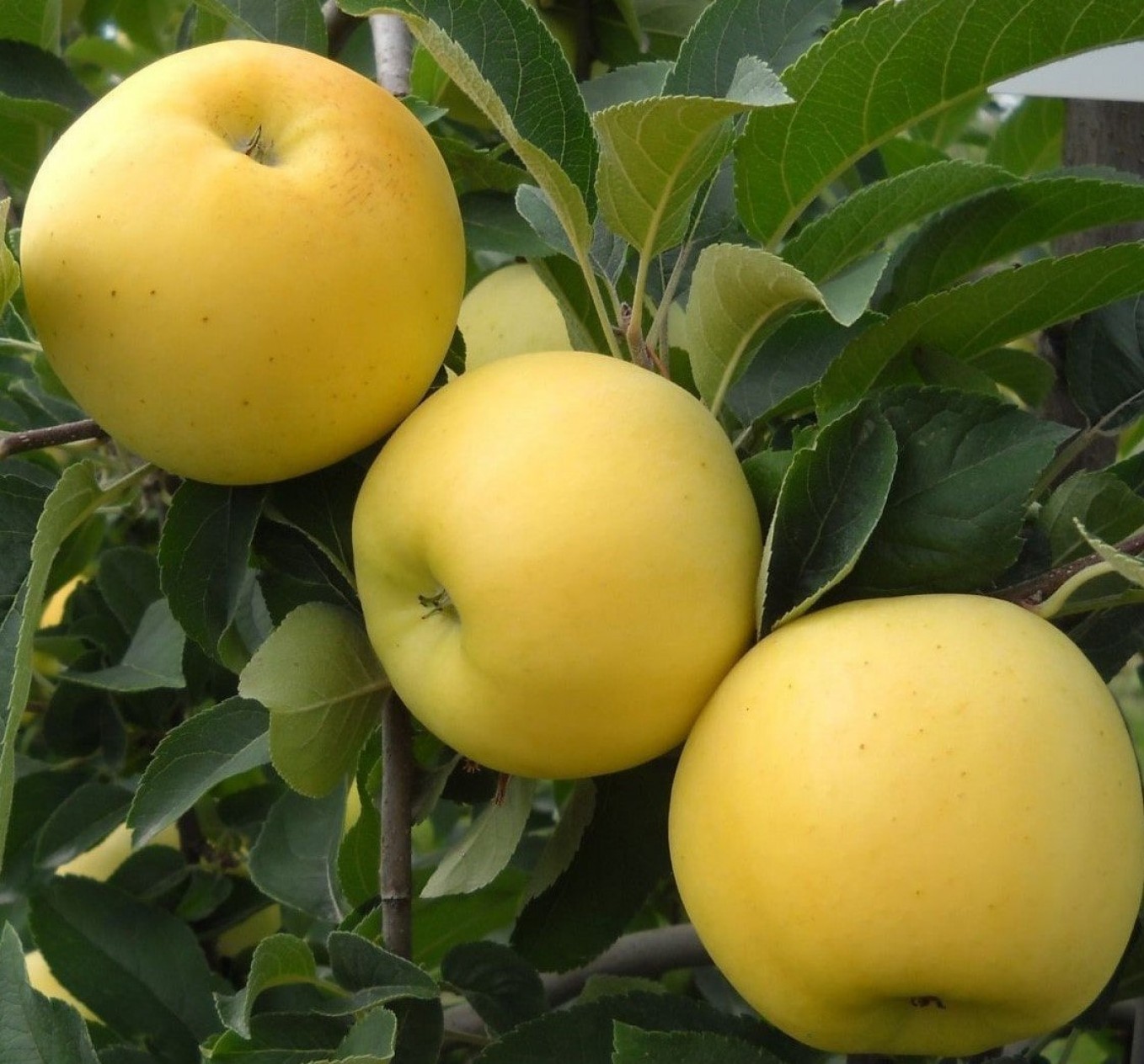 6 Yaş Golden Elma Fidanı 6 Yaş Golden Elma Fidanı