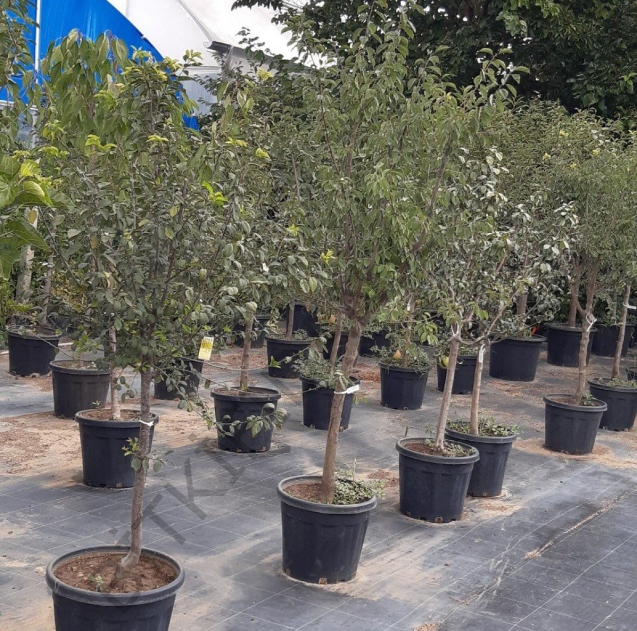 6 Yaş Golden Elma Fidanı