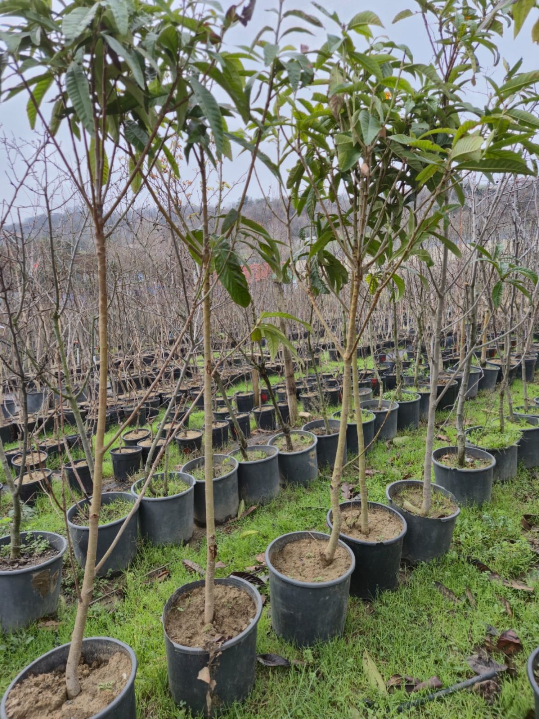 6 Yaş Malta Eriği (Yeni Dünya) Fidanı