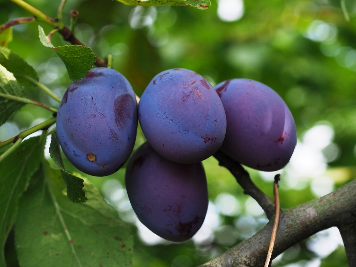 6 Yaş Mürdüm Erik Fidanı (bardak Eriği) 6 Yaş Mürdüm Erik Fidanı (bardak Eriği)