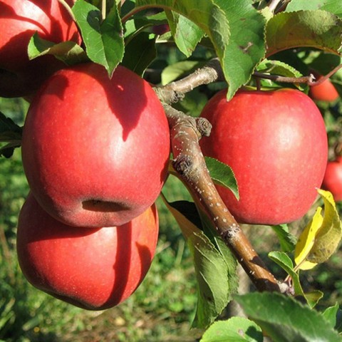 6 Yaş Pink Lady Elma Fidanı