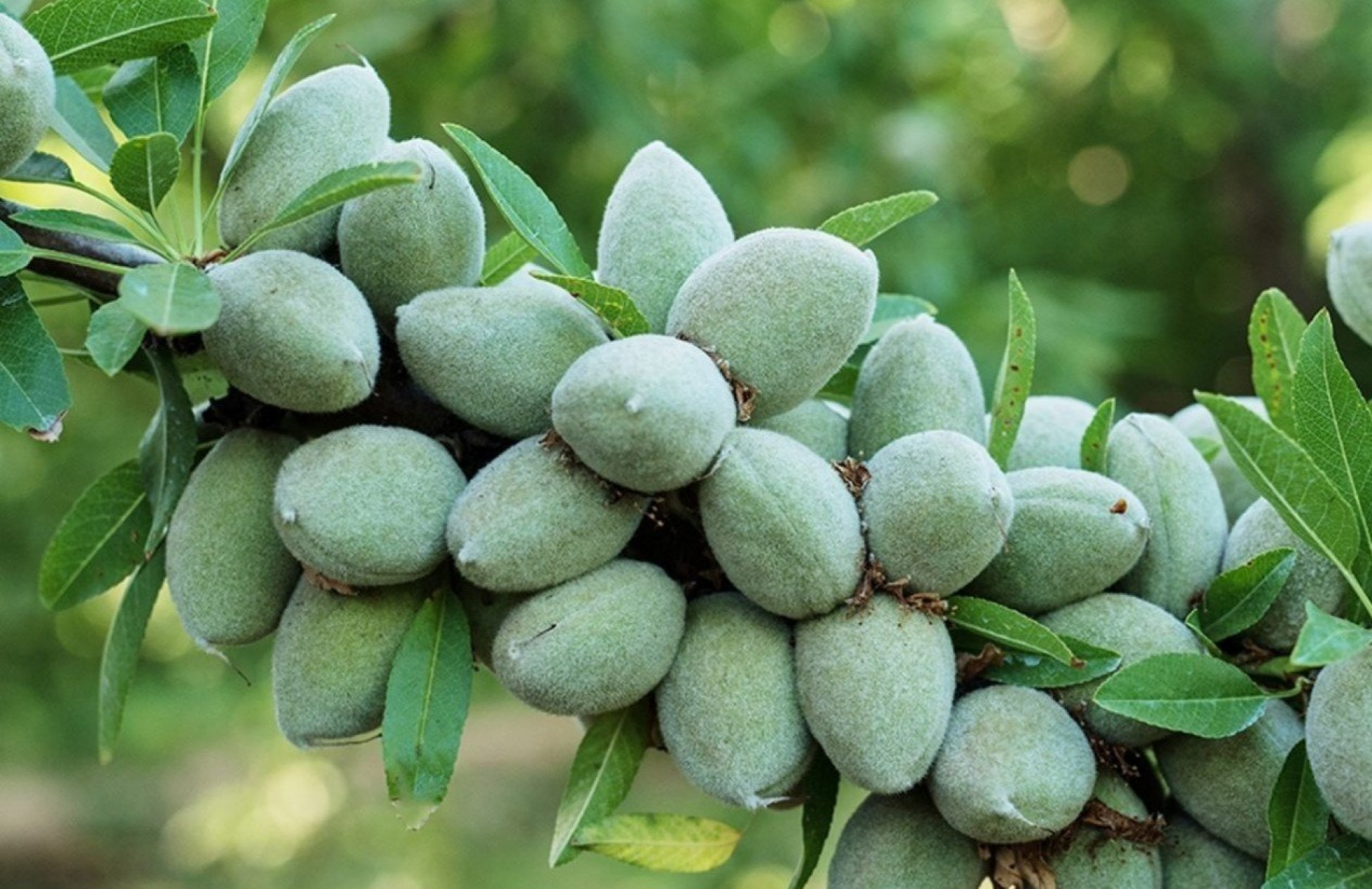 6 Yaş Texas Badem Fidanı