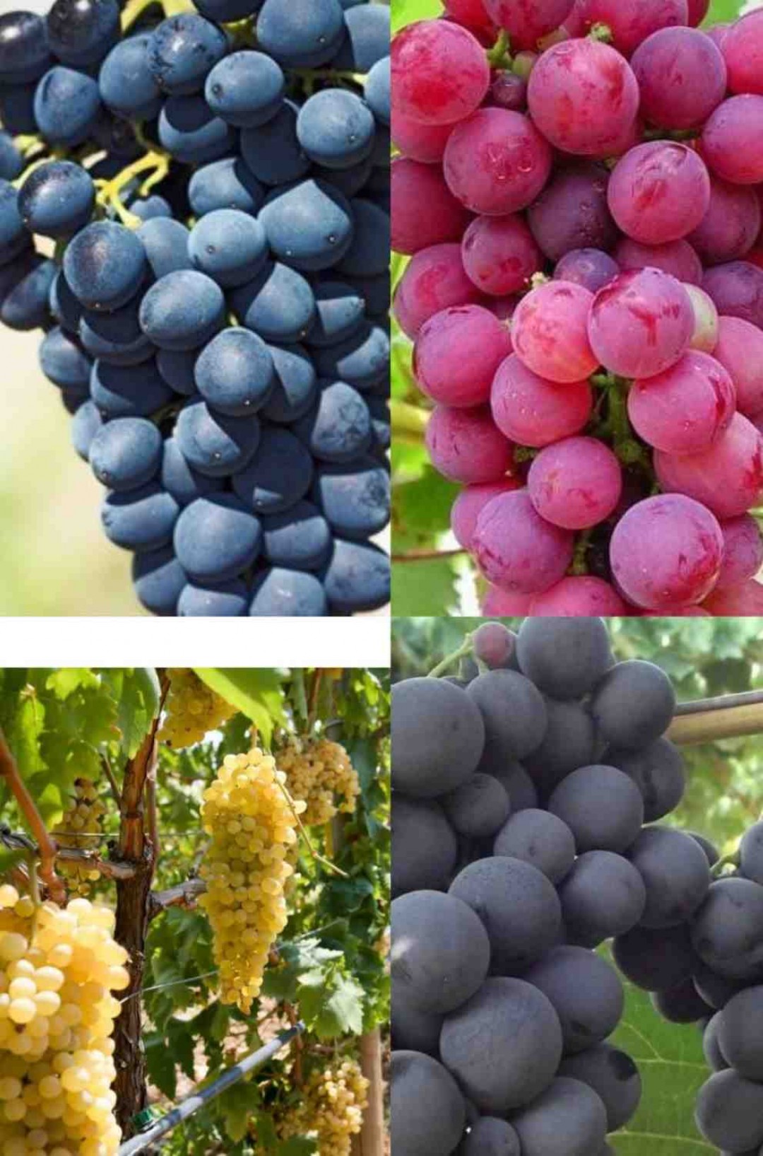 6 Yaş Üzüm fidanı