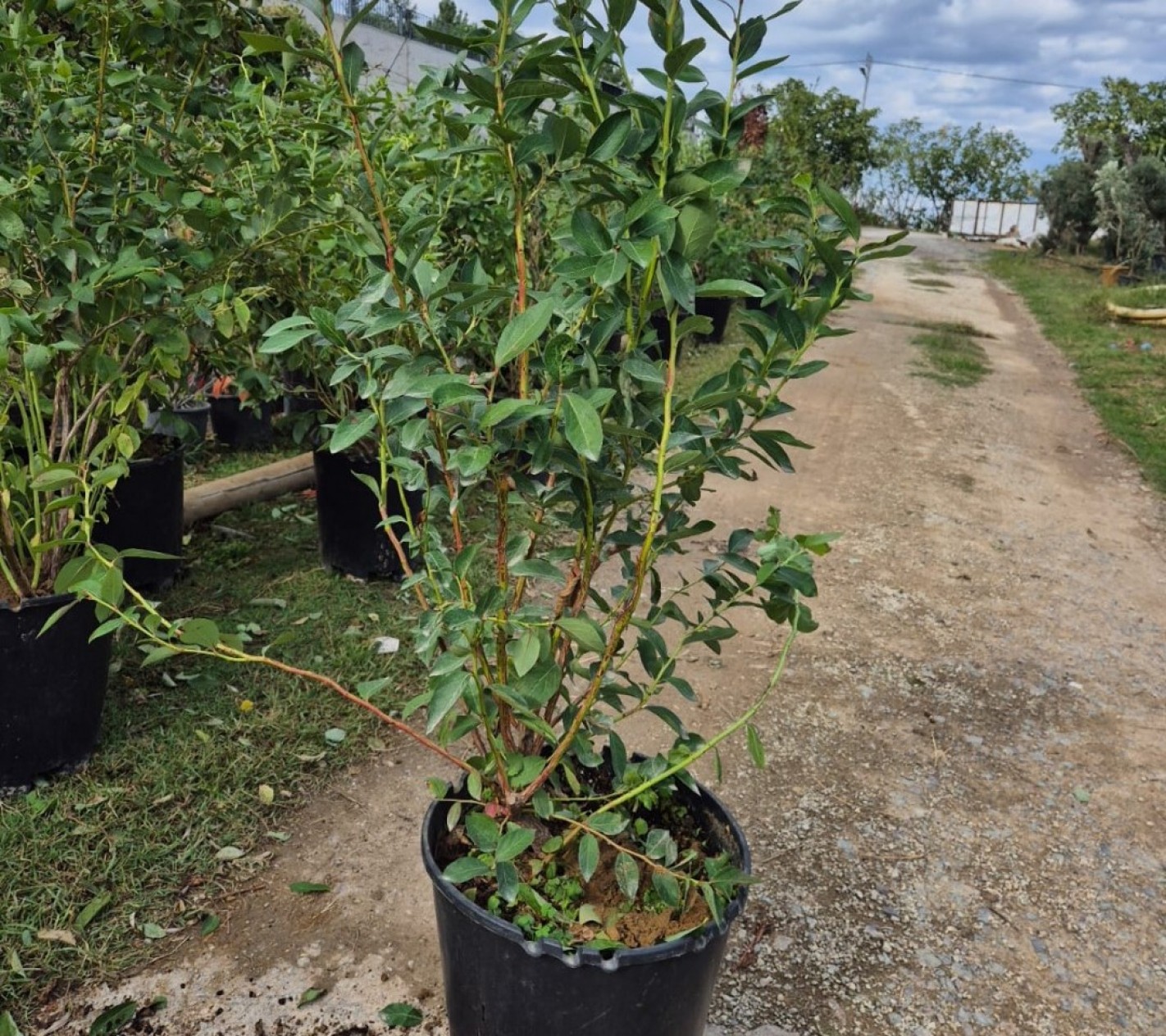 6 Yaş Yetişkin Patriot Yaban Mersini Fidanı 6 Yaş Yetişkin Patriot Yaban Mersini Fidanı