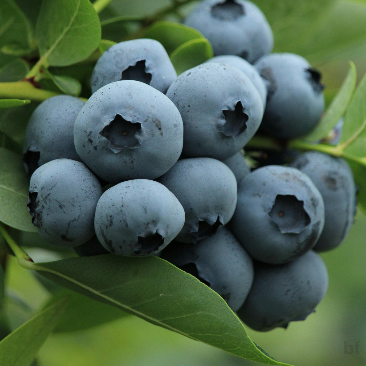 6 Yaş Yetişkin Patriot Yaban Mersini Fidanı