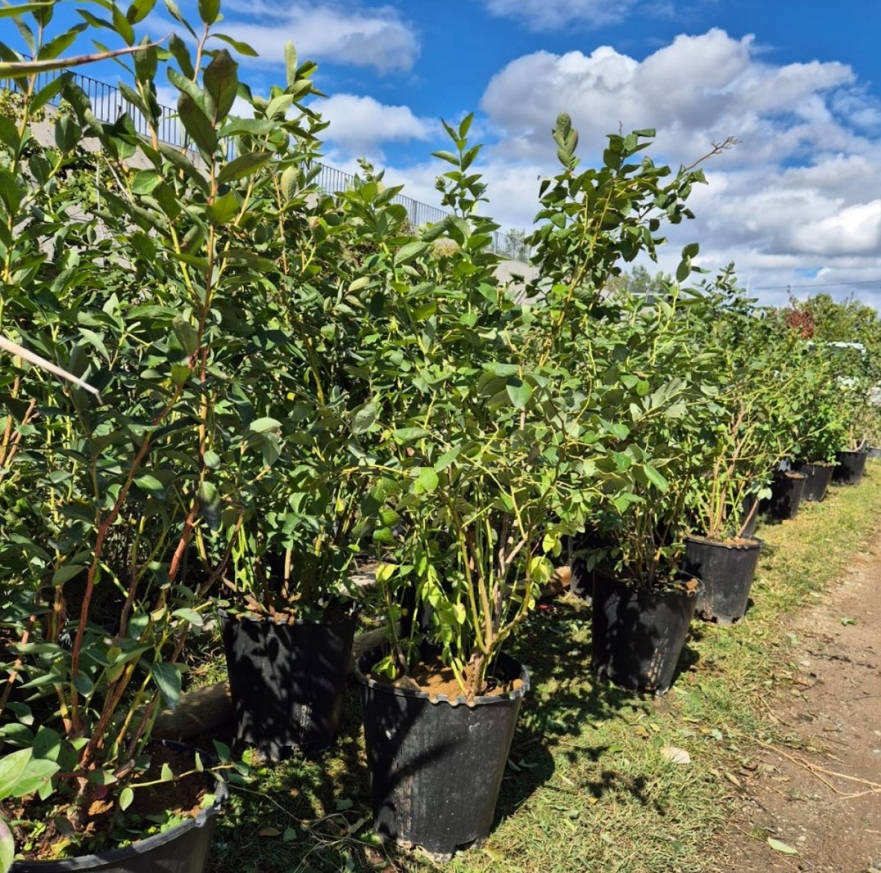 6 Yaş Yetişkin Patriot Yaban Mersini Fidanı