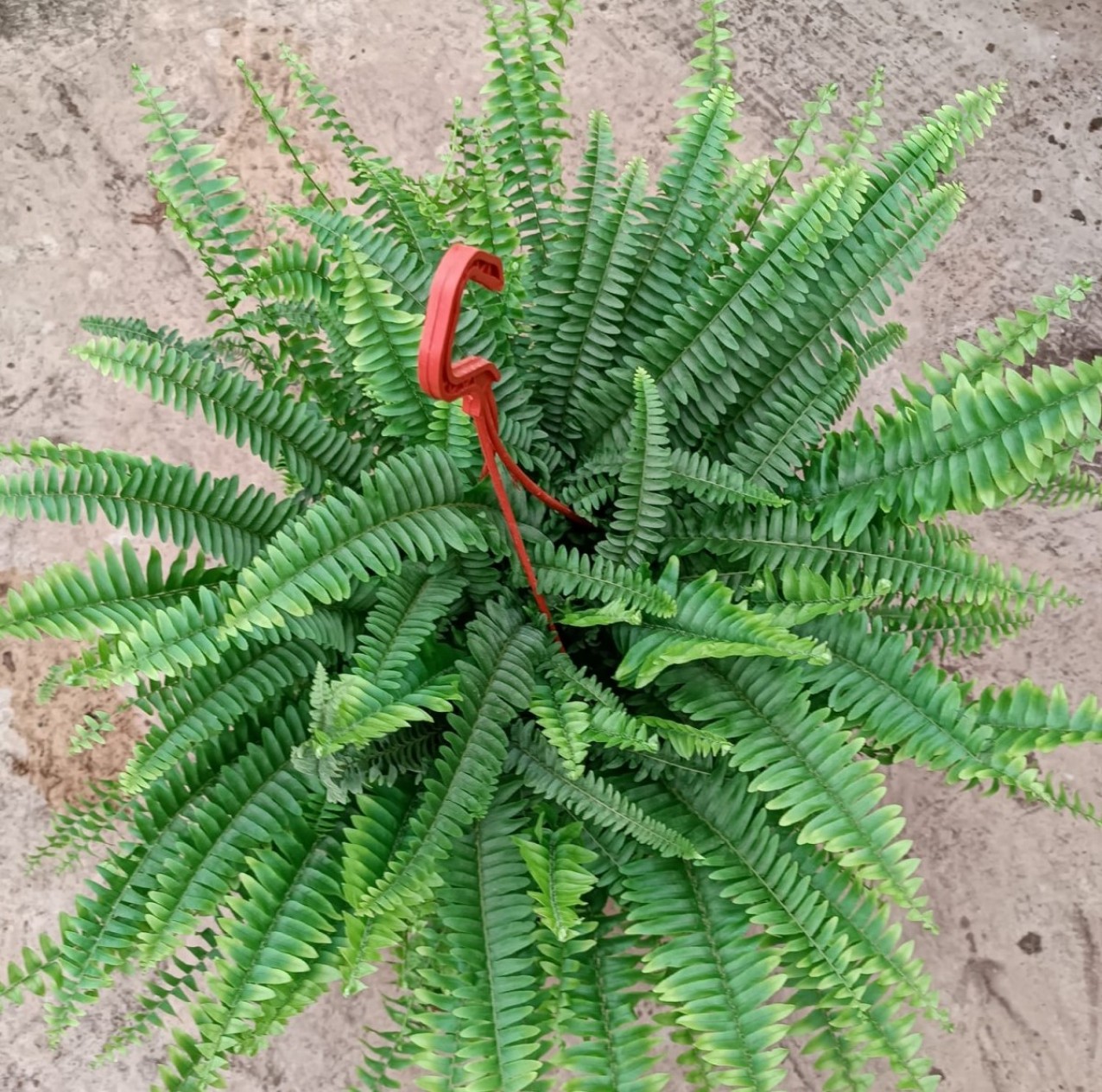 Aşk Merdiveni Çiçeği