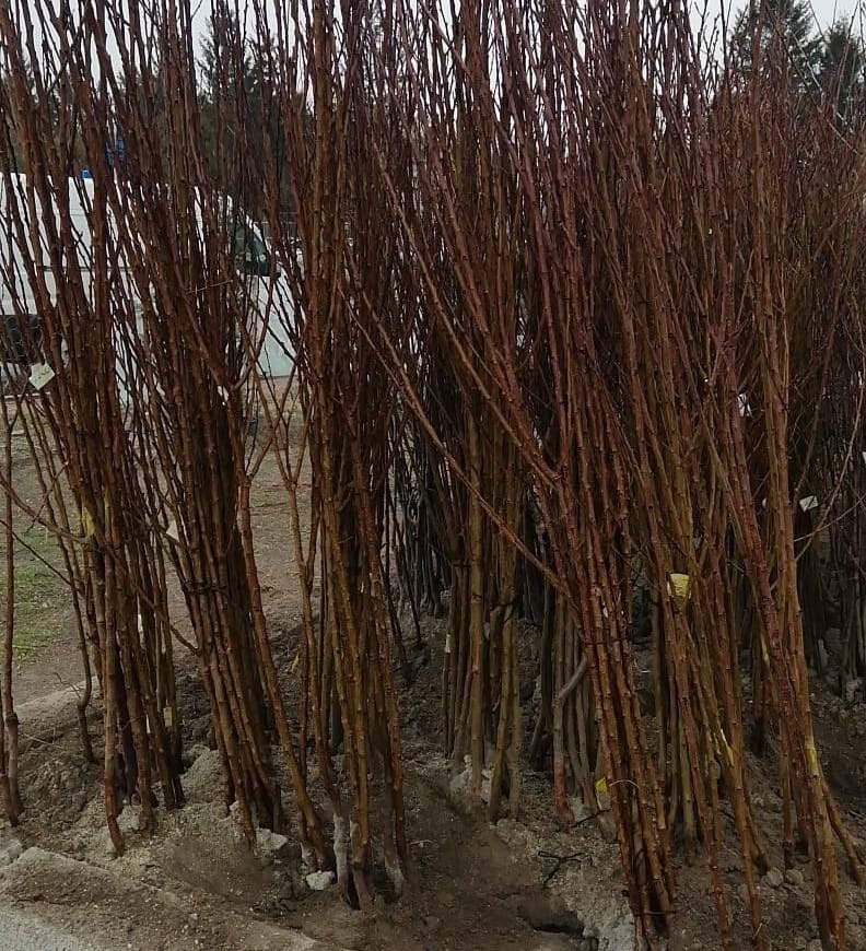 Açık Kök Chandler Ceviz Fidanı