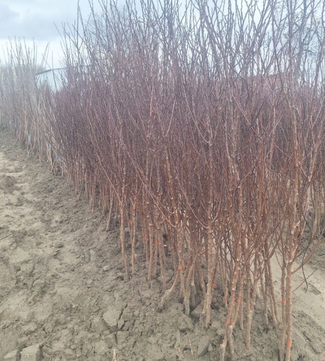 Açık Kök Regina Kiraz Fidanı