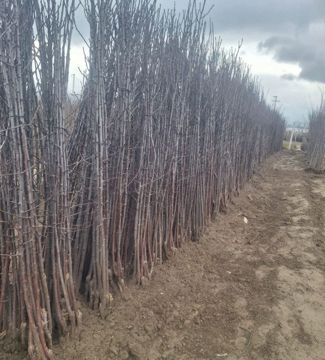 Açık Kök Regina Kiraz Fidanı