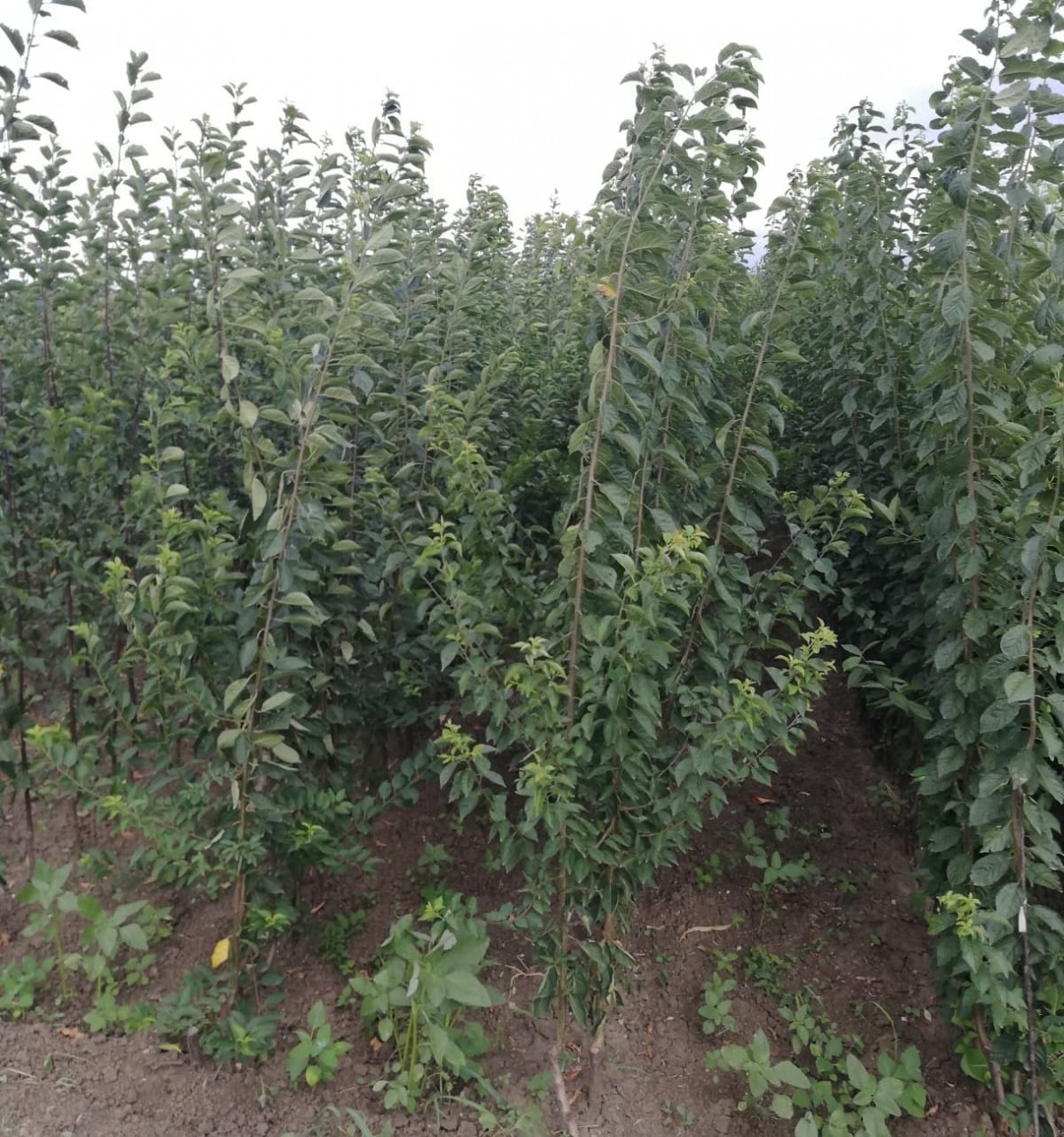 Açık Kök Santa Maria Armut Fidanı