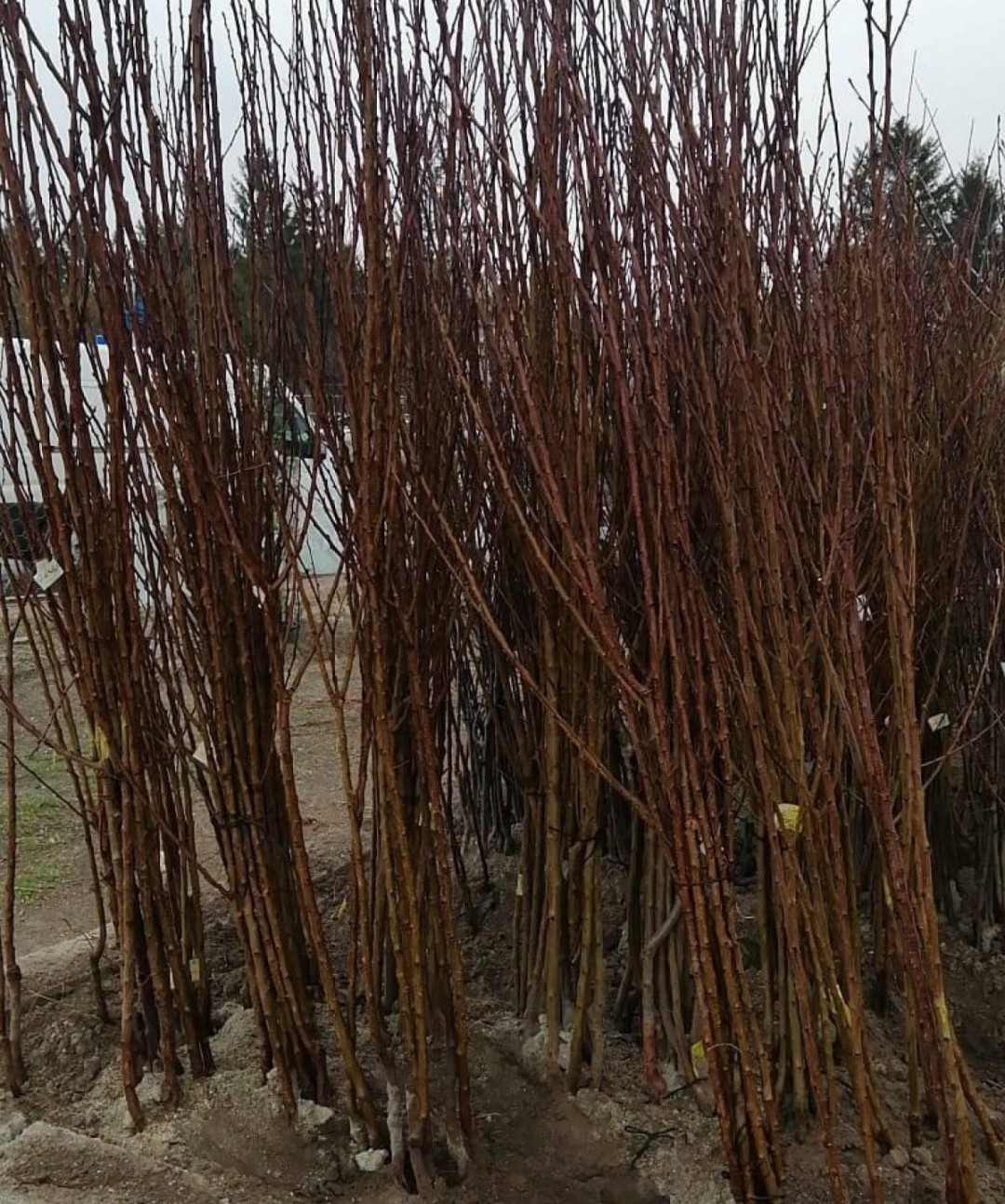 Açık Kök Santa Maria Armut Fidanı