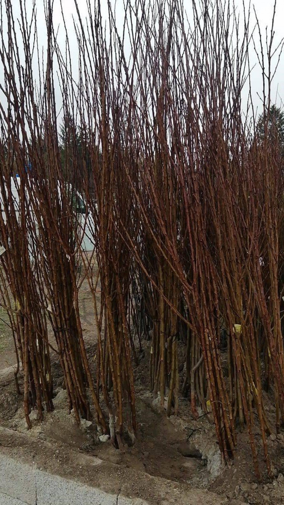 Açık Kök Yarımca (early Burlat) Kiraz Fidanı