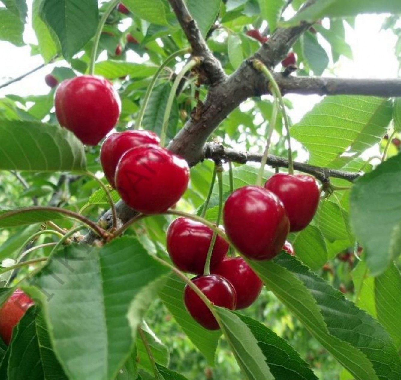 Açık Kök Yarımca (early Burlat) Kiraz Fidanı Açık Kök Yarımca (early Burlat) Kiraz Fidanı