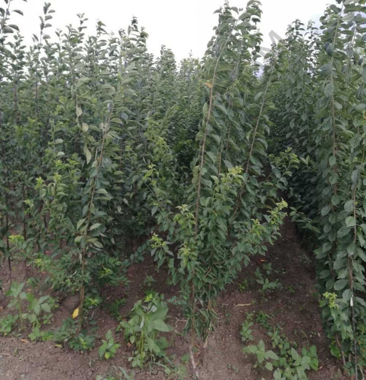 Açık Kök Yarımca (early Burlat) Kiraz Fidanı