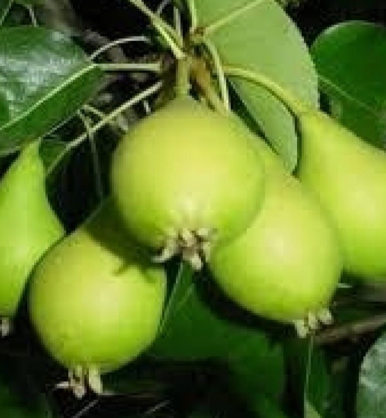 Açık Köklü Akça Armut Fidanı Açık Köklü Akça Armut Fidanı