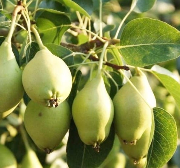 Açık Köklü Akça Armut Fidanı