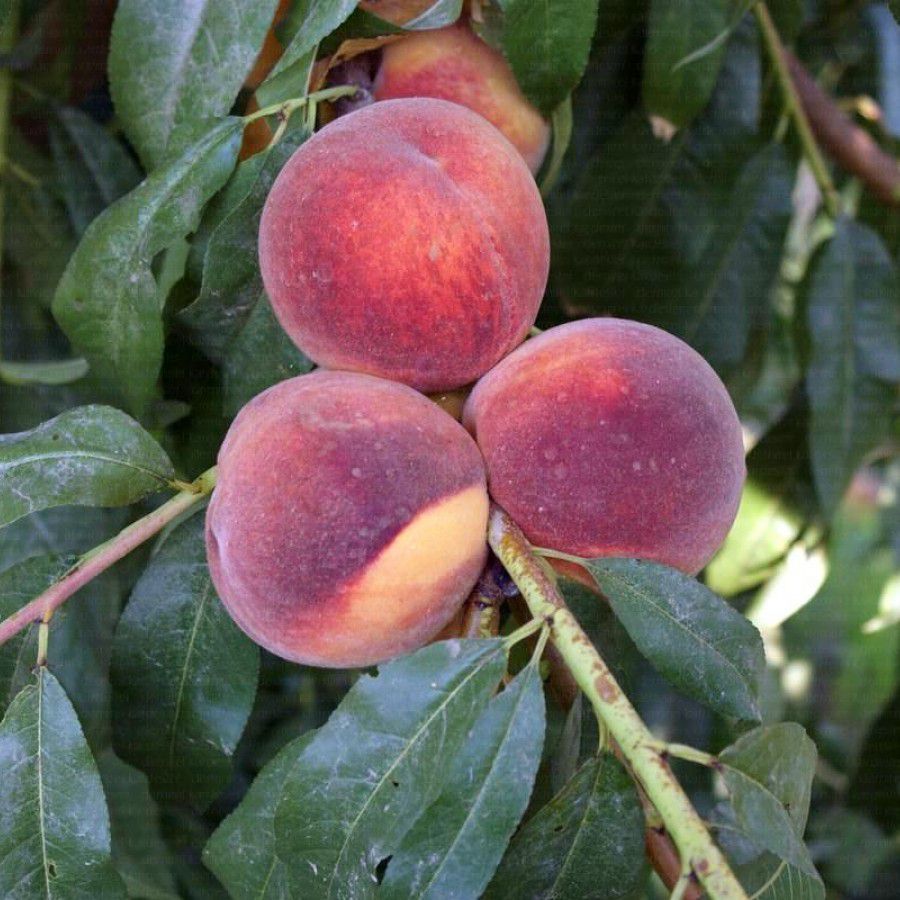 Açık Köklü Cresthaven Şeftali Fidanı