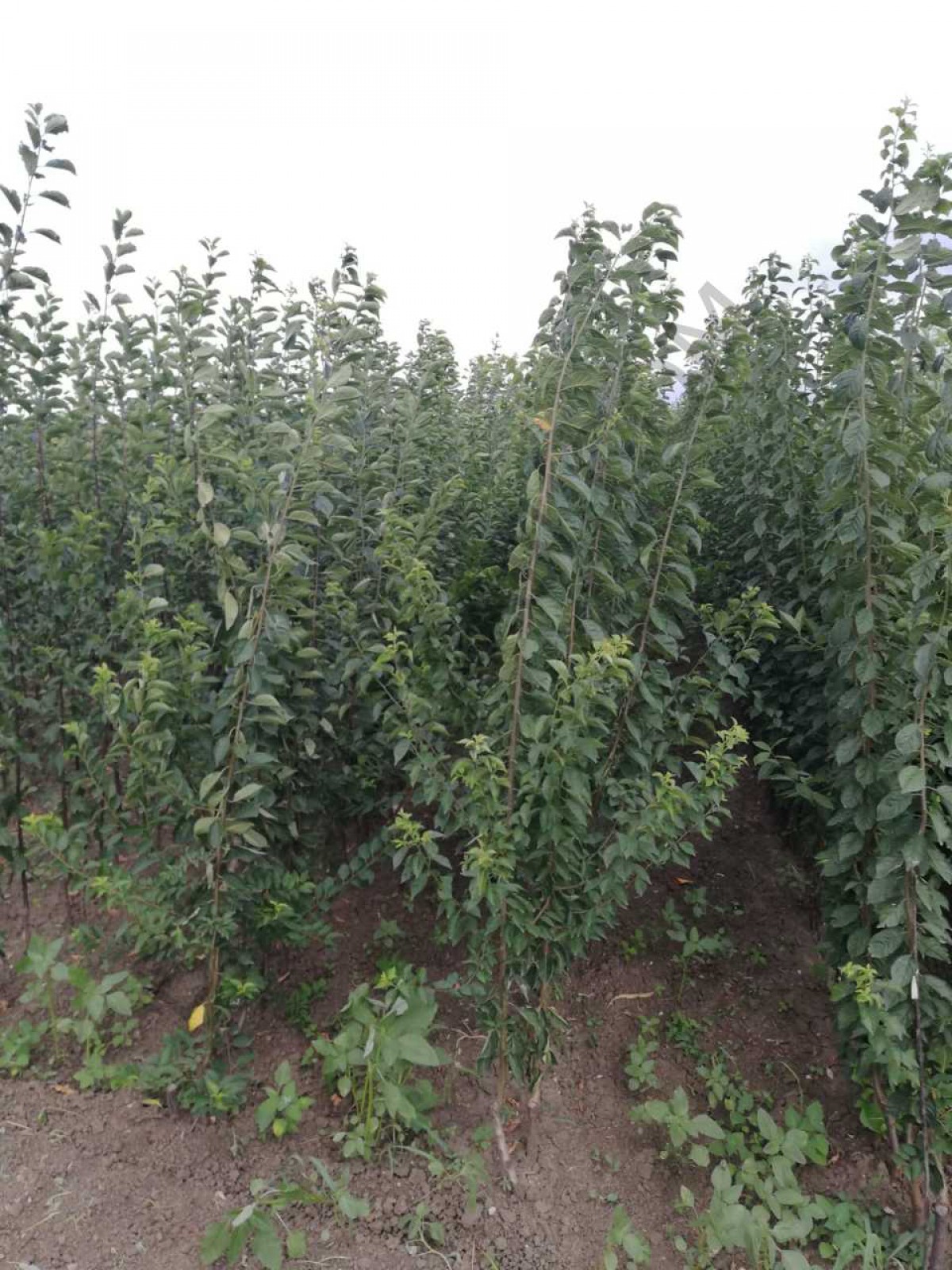 Açık Köklü Cresthaven Şeftali Fidanı