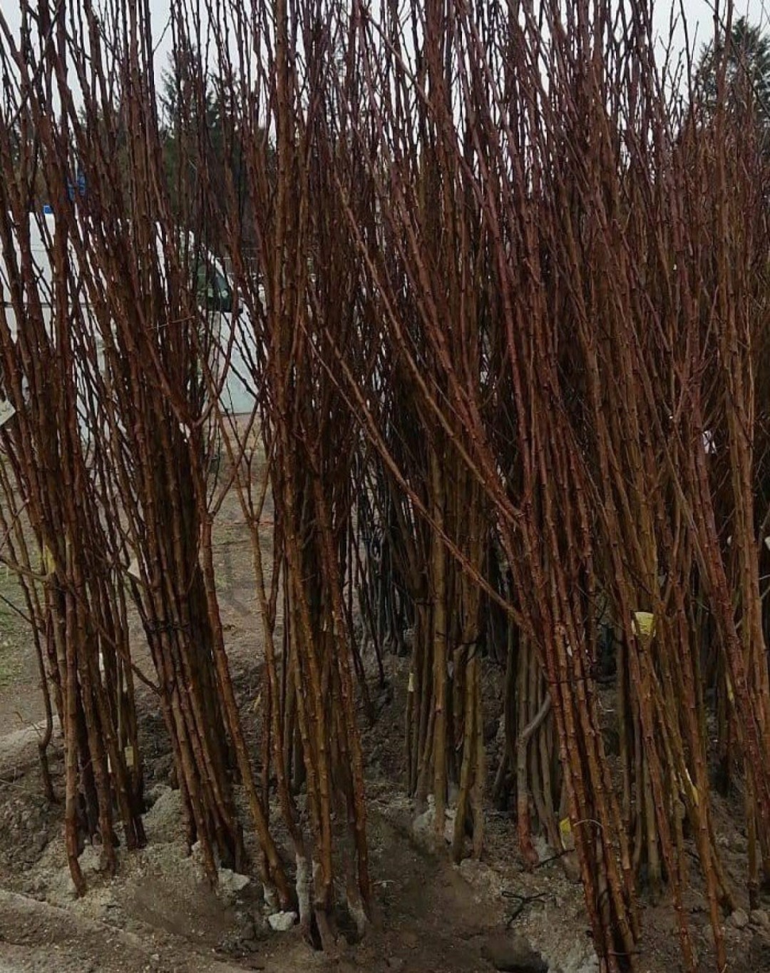 Açık Köklü Fortuna Erik Fidanı