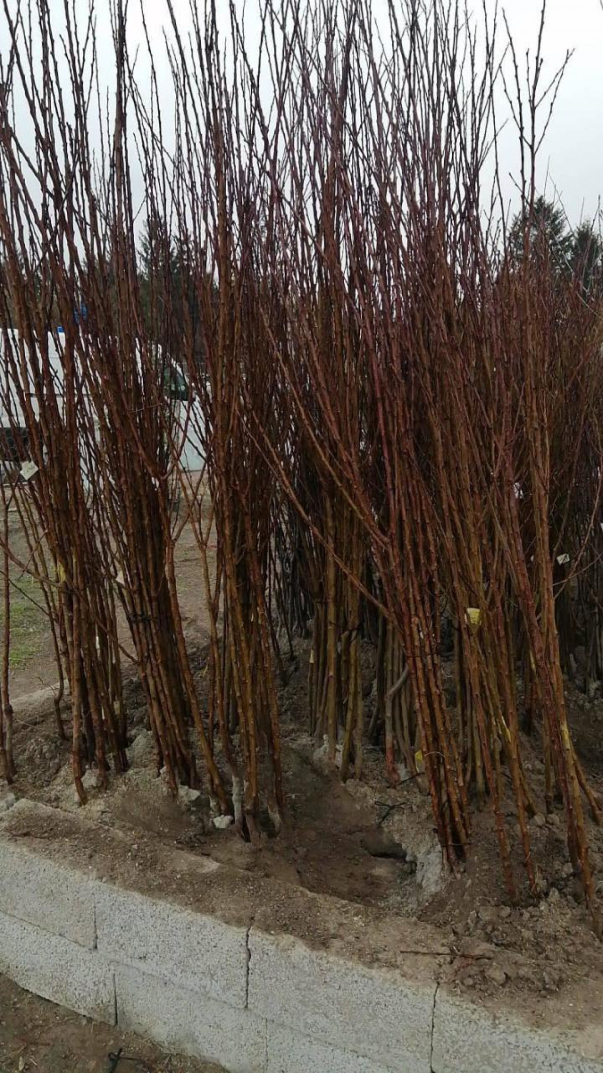 Açık Köklü  Glohaven Şeftali Fidanı