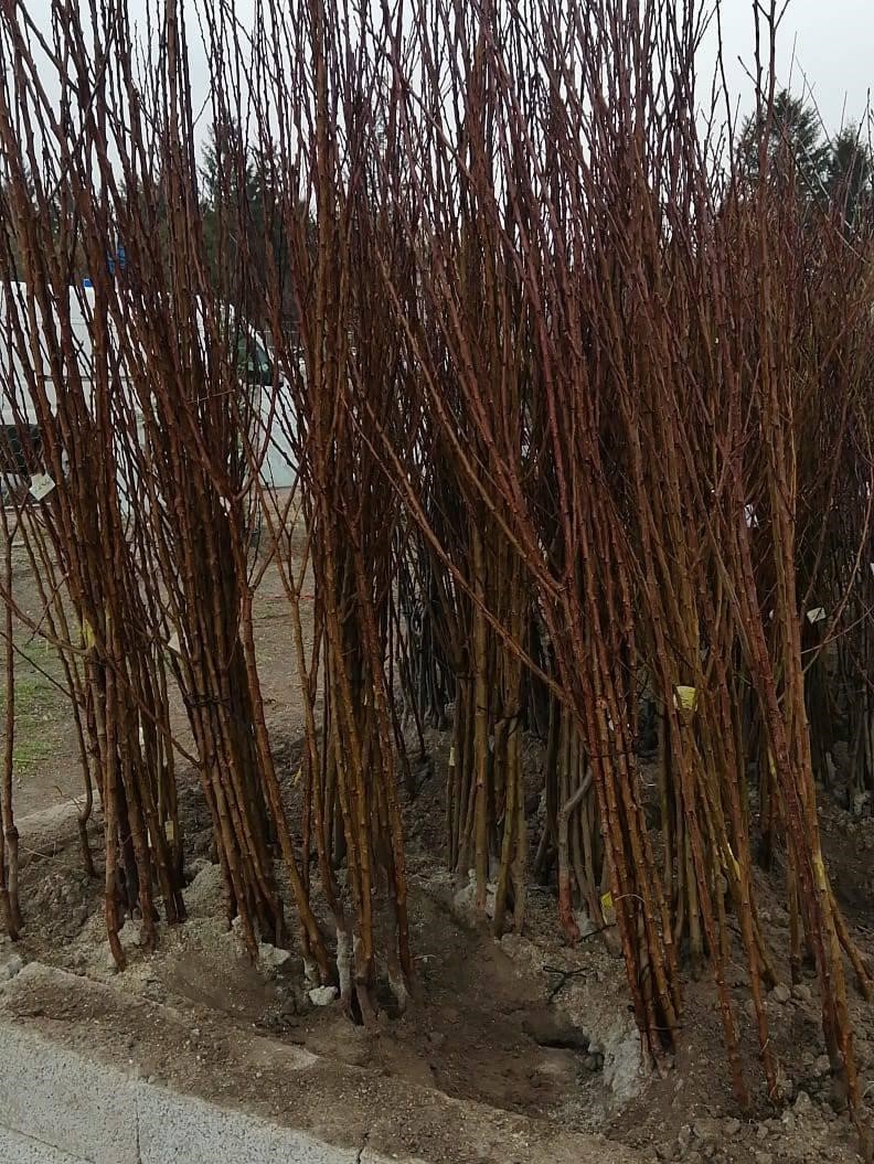 Açık Köklü Hacı Ömer Kestane