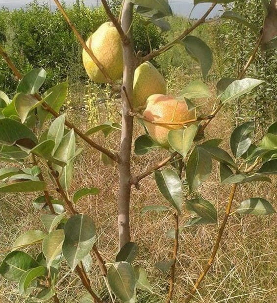 Açık Köklü Margaret Marilla  Armut Fidanı