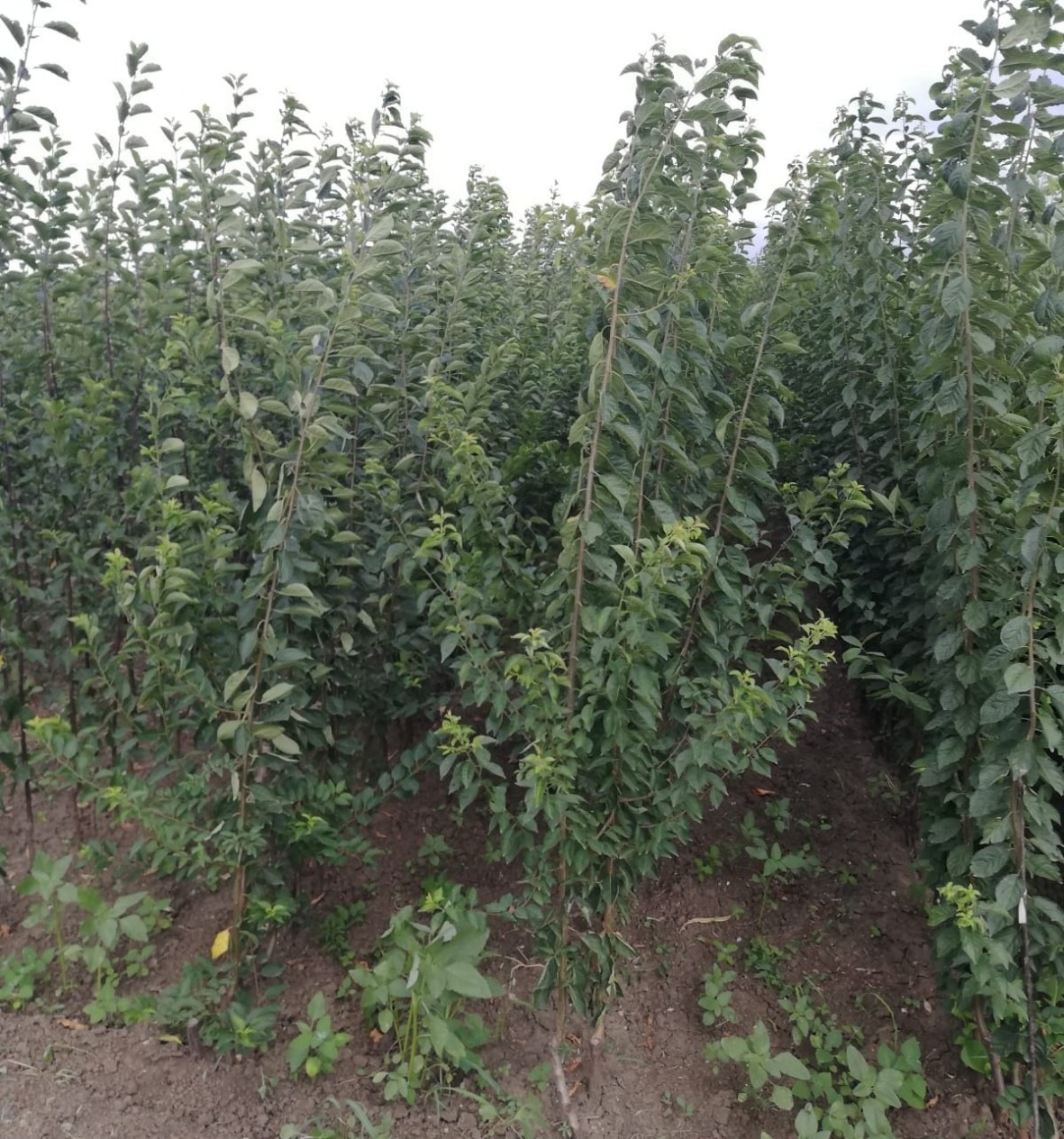 Açık Köklü Papaz  Erik Fidanı