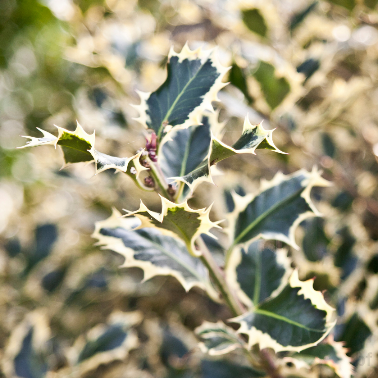 Alacalı Çoban Püskülü Bitkisi Alacalı Çoban Püskülü Bitkisi